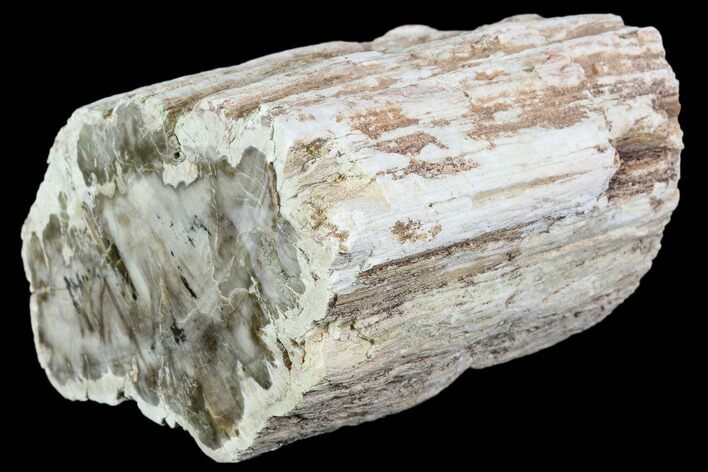 Wide, Polished Petrified Wood Limb - Madagascar #105080